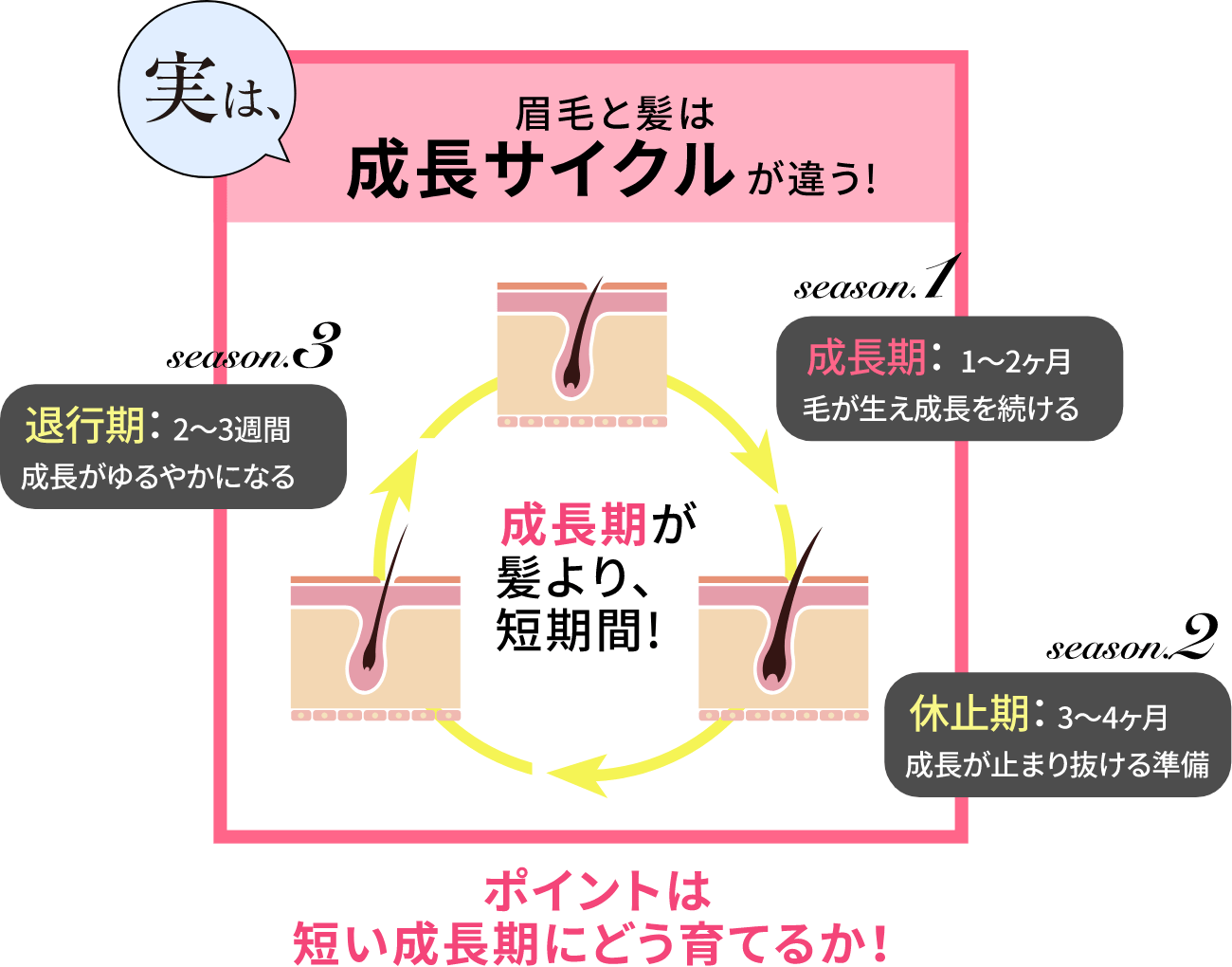 実は、眉毛と髪は成長サイクルが違う!