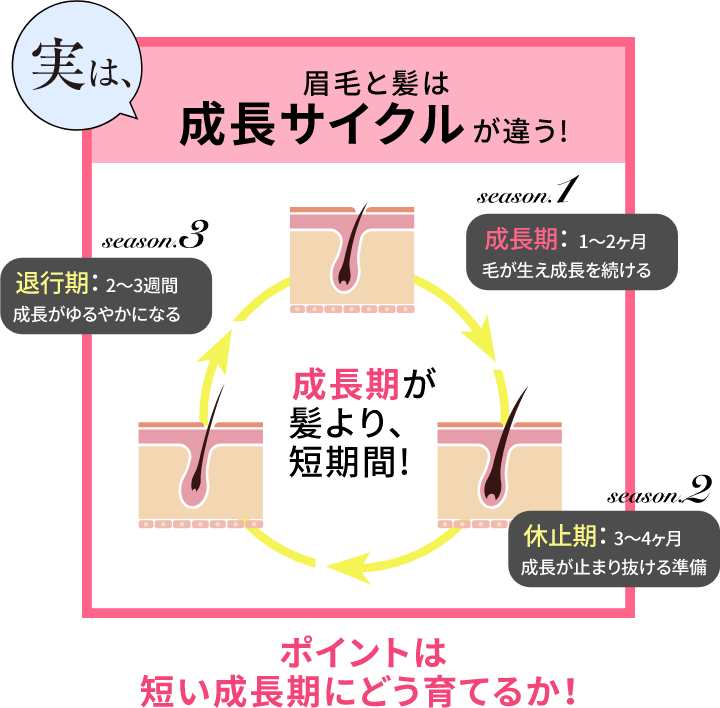 実は、眉毛と髪は成長サイクルが違う!